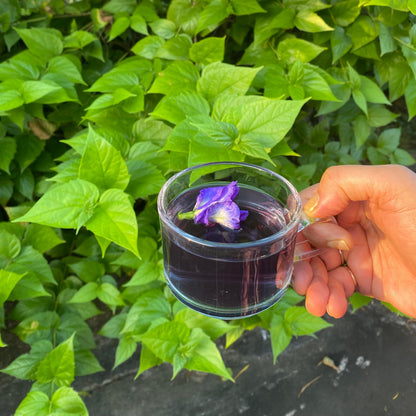 BLUEFLOWER ORGANIC GREEN TEA