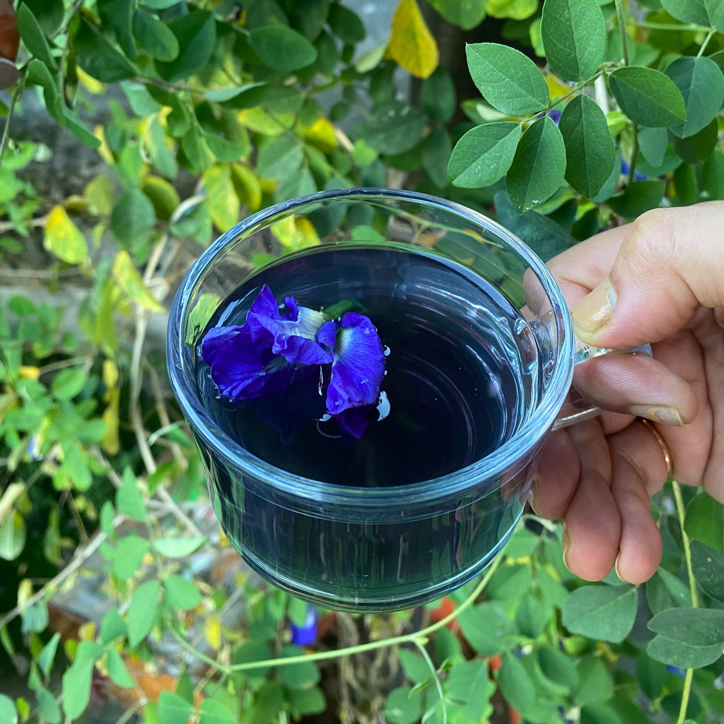 BLUEFLOWER ORGANIC GREEN TEA