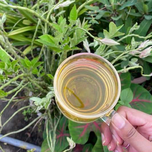 GUNPOWDER GREEN TEA